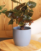 Syngonium brown plant